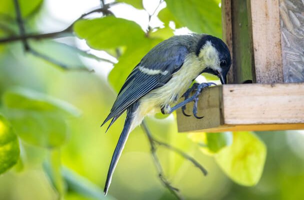 Kerttervezés madarak számára: Hogyan hozzunk létre madárbarát kertet