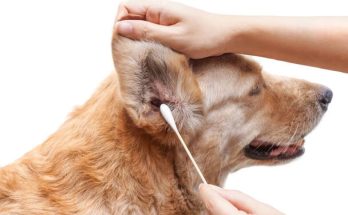 Hogyan ápoljuk kutyánk szemét és fülét
