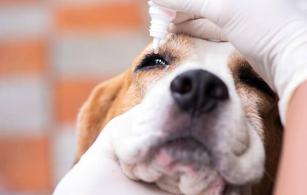 Hogyan ápoljuk kutyánk szemét és fülét