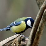 A leggyakoribb magyarországi kerti madarak