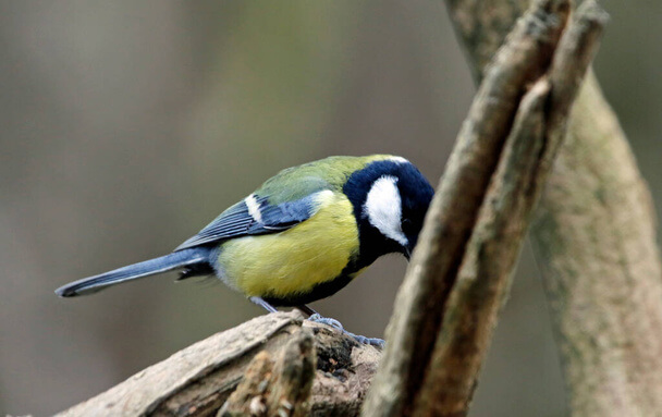 A leggyakoribb magyarországi kerti madarak