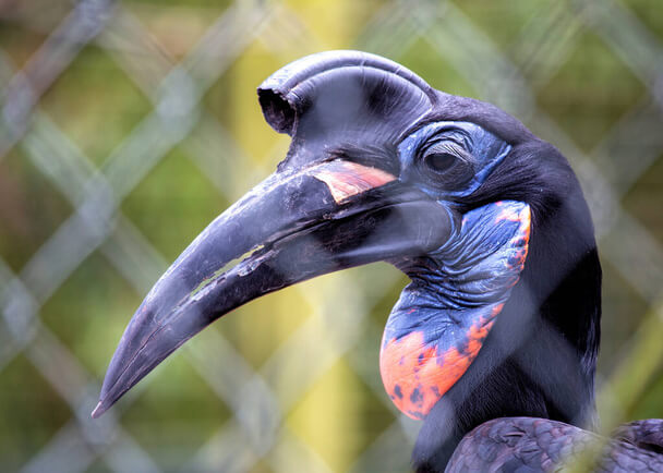 Az abesszin szarvasvarjú (Bucorvus abyssinicus)