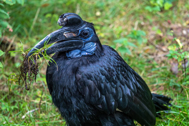 Az abesszin szarvasvarjú (Bucorvus abyssinicus)