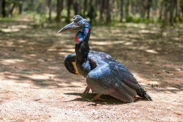 Az abesszin szarvasvarjú (Bucorvus abyssinicus)