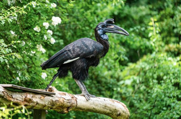 Az abesszin szarvasvarjú (Bucorvus abyssinicus)