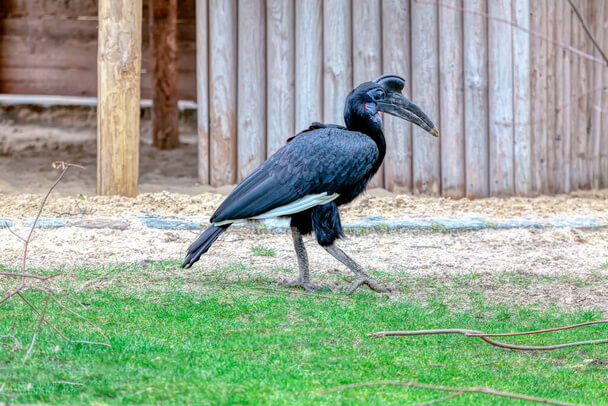 Az abesszin szarvasvarjú (Bucorvus abyssinicus)