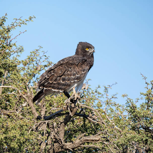 A feketemellű kígyászölyv (Circaetus pectoralis)