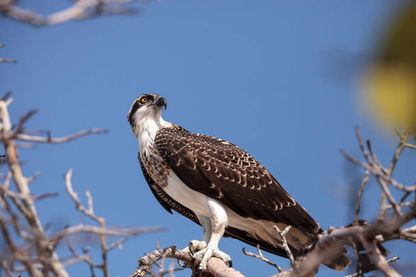 A feketemellű kígyászölyv (Circaetus pectoralis)