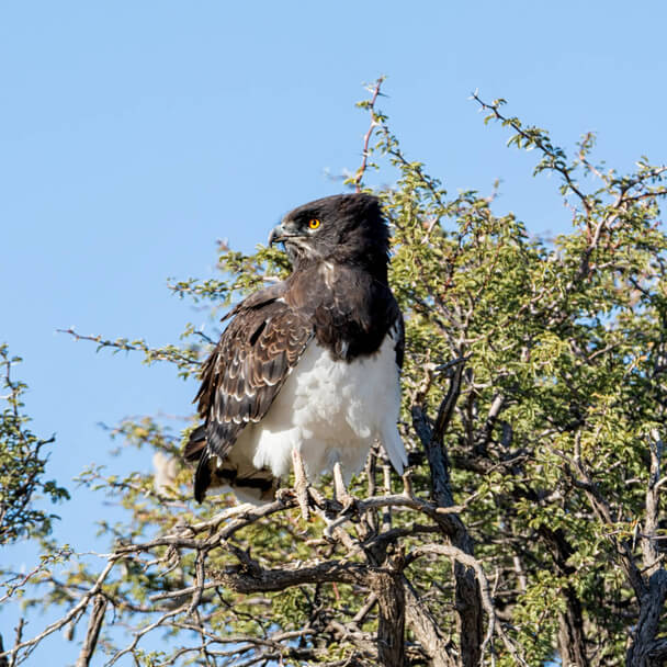 A feketemellű kígyászölyv (Circaetus pectoralis)