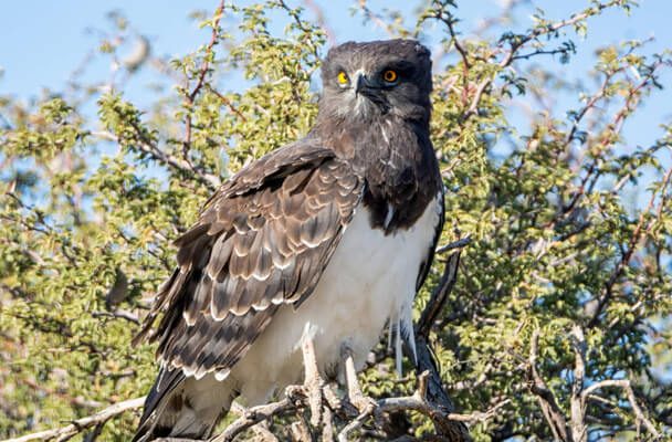 A feketemellű kígyászölyv (Circaetus pectoralis)