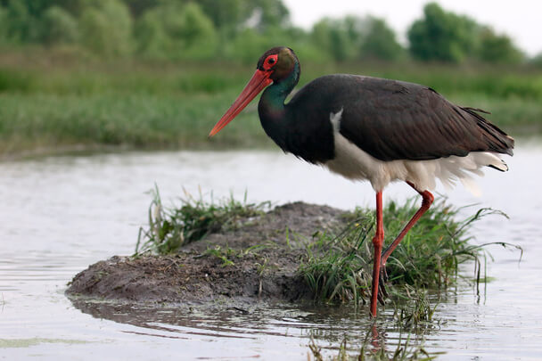 A fekete gólya (Ciconia nigra) 