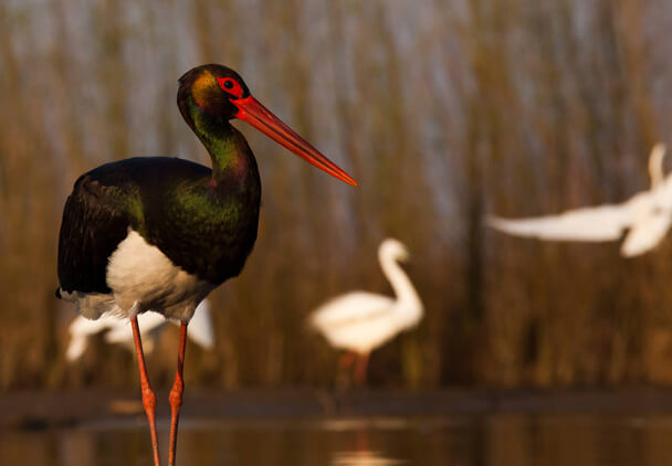 A fekete gólya (Ciconia nigra) 