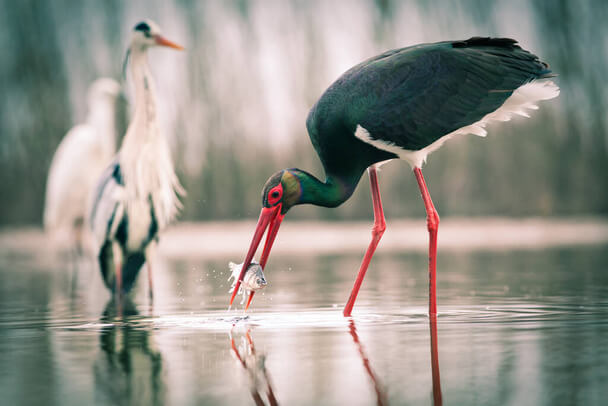 A fekete gólya (Ciconia nigra) 