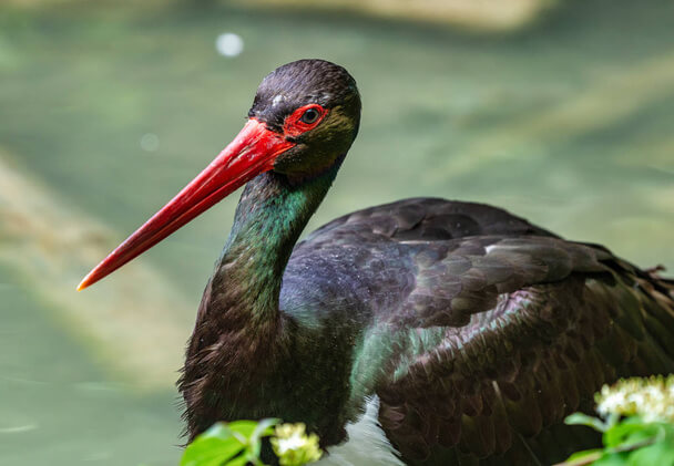 A fekete gólya (Ciconia nigra) 