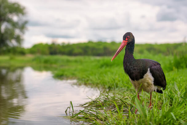 A fekete gólya (Ciconia nigra) 