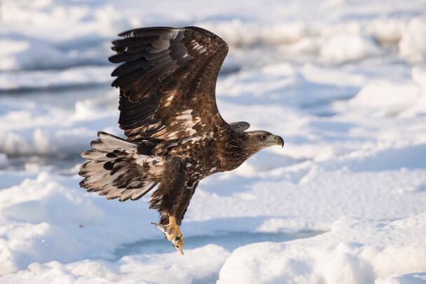 A rétisas vagy fehérfarkú rétisas (Haliaeetus albicilla)