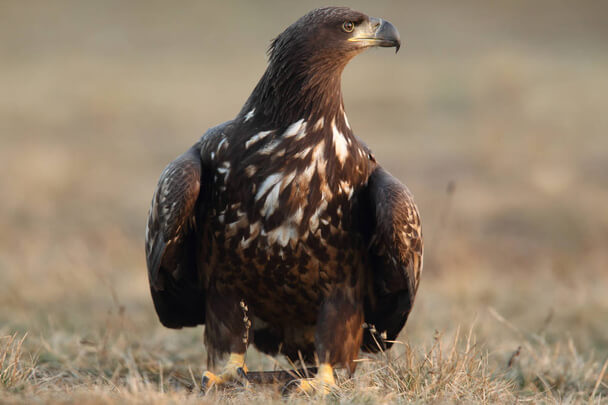 A rétisas vagy fehérfarkú rétisas (Haliaeetus albicilla)