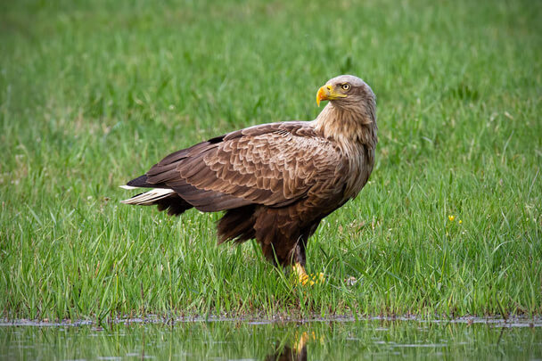 A rétisas vagy fehérfarkú rétisas (Haliaeetus albicilla)