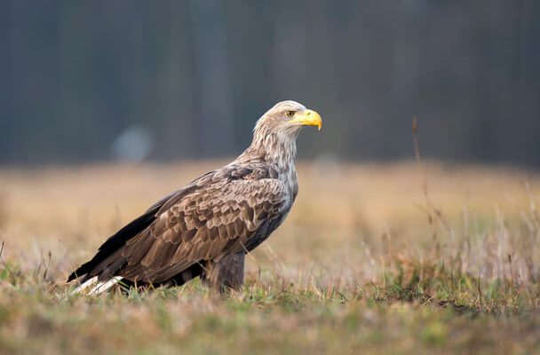 A rétisas vagy fehérfarkú rétisas (Haliaeetus albicilla)