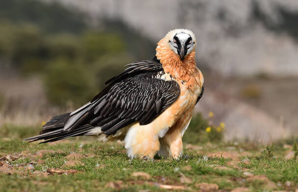 A szakállas saskeselyű (Gypaetus barbatus) 