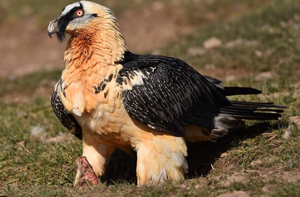 A szakállas saskeselyű (Gypaetus barbatus) 