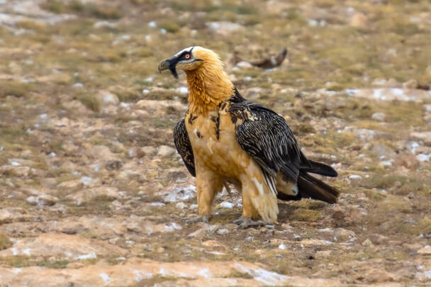 A szakállas saskeselyű (Gypaetus barbatus) 