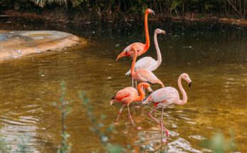 Miért olyan különleges a flamingók rózsaszín tollazata?