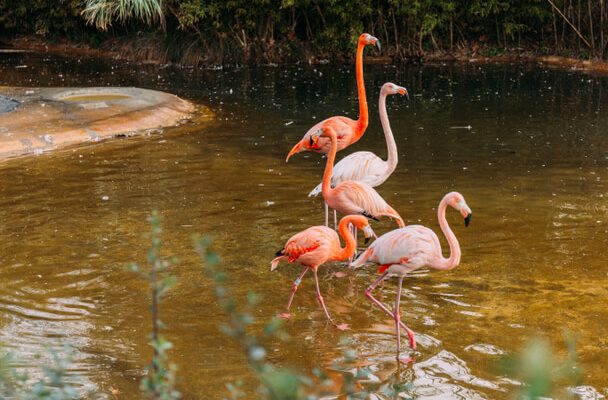 Miért olyan különleges a flamingók rózsaszín tollazata?