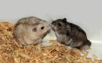 Kisemlősök jobb párban vagy magányosan?
