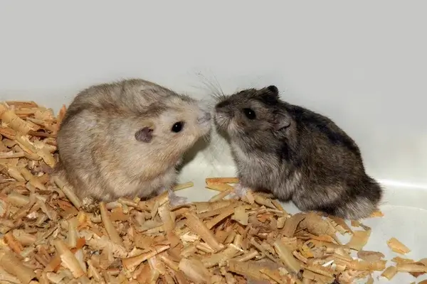 Kisemlősök jobb párban vagy magányosan?