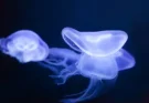 A mélytenger titokzatos lakói, akik fluoreszkálnak a sötétben