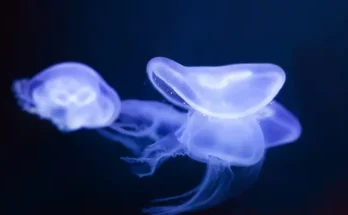 A mélytenger titokzatos lakói, akik fluoreszkálnak a sötétben