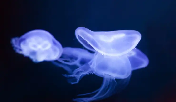 A mélytenger titokzatos lakói, akik fluoreszkálnak a sötétben