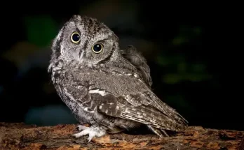 Mit eszik a kuvik?