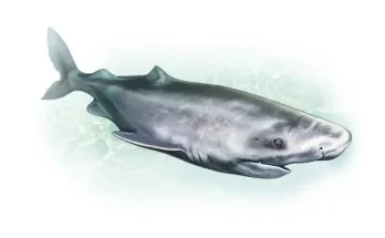 Melyik állat a leghosszabb életű a világon?