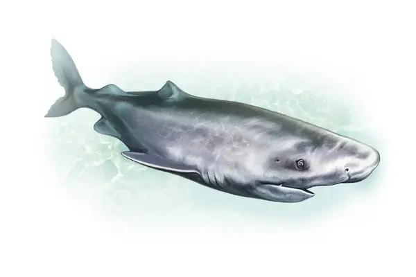 Melyik állat a leghosszabb életű a világon?