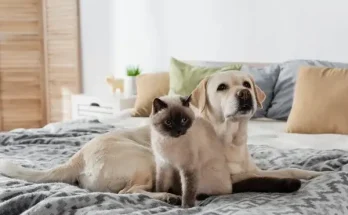 10 lenyűgöző tény a háziállatokról, amit eddig nem tudtál