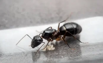 Hogyan használják a hangyák a kémiai jeleket a tájékozódáshoz?