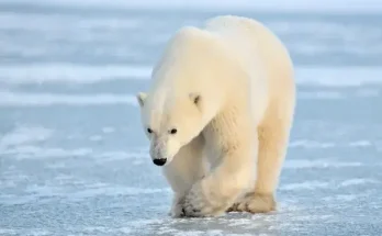 A jegesmedvék túlélési technikái a világ legzordabb környezetében