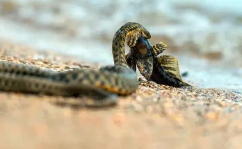 Hogyan képesek a kígyók teljesen emészteni nagyobb prédáikat?