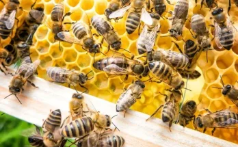 Az állatok, amelyek sosem alszanak: a természet valódi munkamániásai