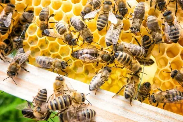 Az állatok, amelyek sosem alszanak: a természet valódi munkamániásai