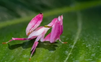 Hogyan védik meg magukat a rovarok a ragadozóktól?