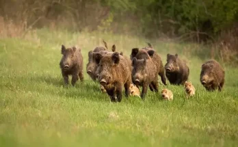 A 10 legveszélyesebb állat Magyarországon – melyekkel vigyázz?