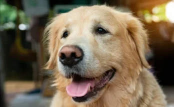 Mi az apportírozás kutyáknál?