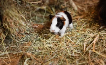 Hogyan tartsam a tengerimalacokat?