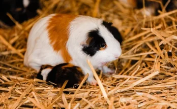 Milyen típusú játékokat szeretik a kisemlősök?