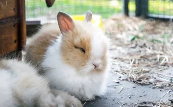 Hogyan ápoljam a nyulam szőrét?