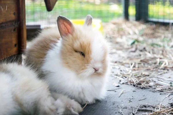 Hogyan ápoljam a nyulam szőrét?