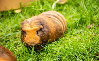 A tengerimalacok valóban társas lények?